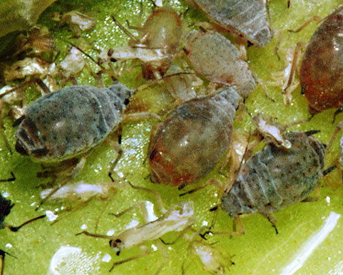Dysaphis angelicae