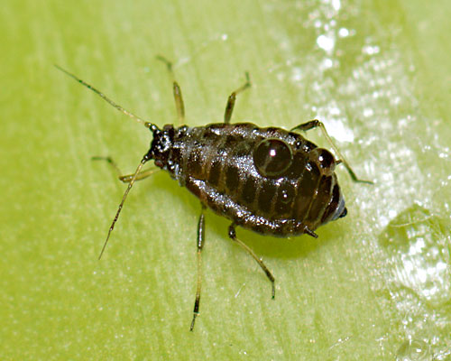Brachycaudus tragopogonis: aptera on Tragopogon porrifolus