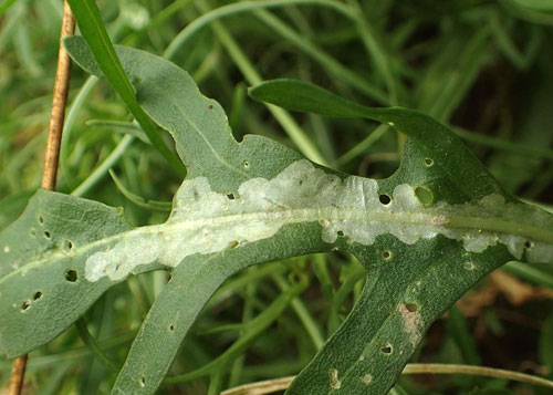 Scaptomyza flava: mine on Diplotaxis tenuifolia