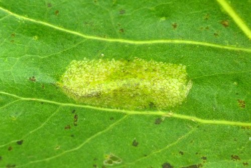 Phyllonorycter connexella mine on Populus x canadensis