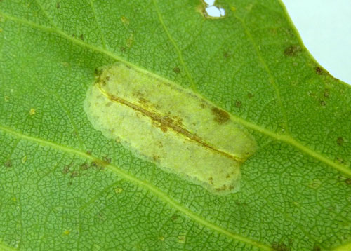 Phyllonorycter connexella mine on Populus x canadensis