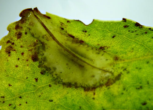 Phyllonorycter connexella mine on Populus x canadensis