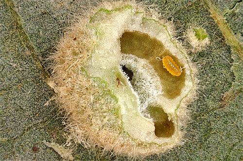 Dryomyia circinans: mature gall, opened