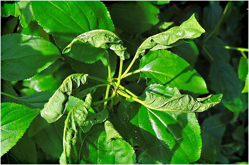 Aphis commensalis: gall on Rhamnus cathartica