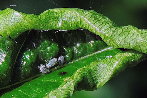 Aphis commensalis: apterae on Rhamnus cathartica