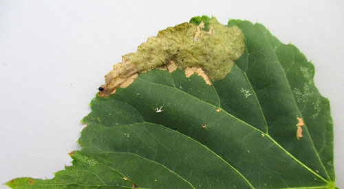 Trachys minutus: mine on Tilia spec.