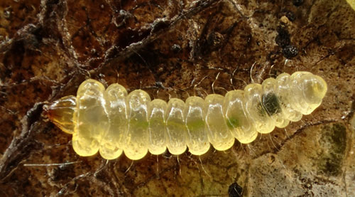 Phyllonorycter populifoliella: sap-drinking larva