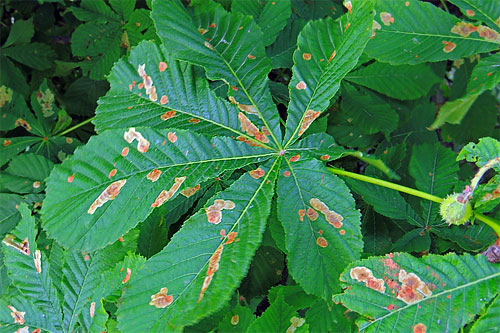 Cameraria ohridella: mines on Aesculus hippocastanum