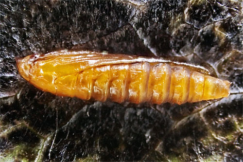 Cameraria ohridella: pupa
