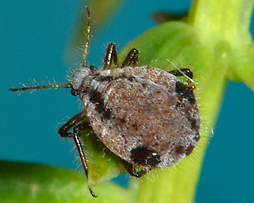 Cinara juniperi on Juniperus communis