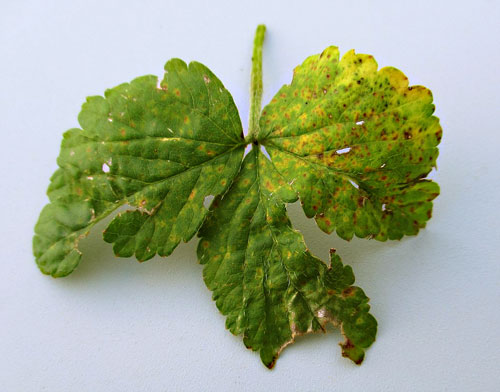 Frommeella mexicana on Potentilla indica
