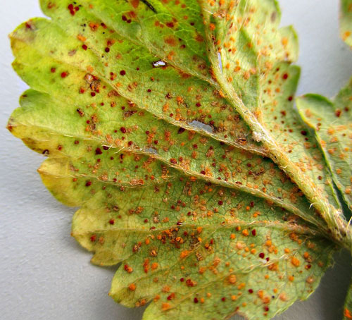 Frommeella mexicana on Potentilla indica