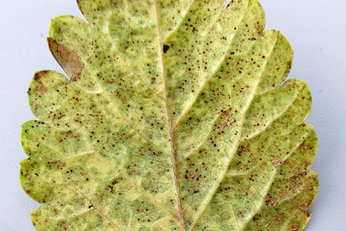 Frommeella mexicana: telia on Potentilla indica