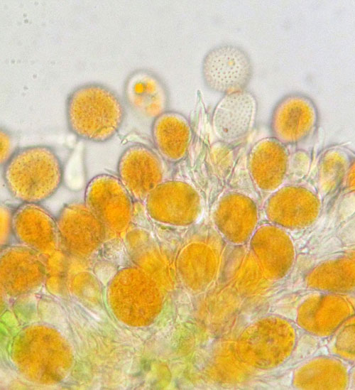 Frommeella mexicana: uredinium