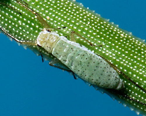 Essigella californica: aptera on Pinus montezumae