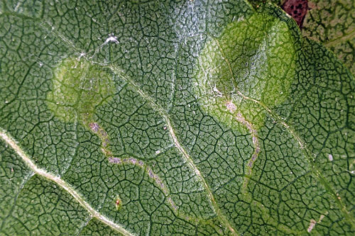 Stigmella plagicolella mines on Prunus cerasifera