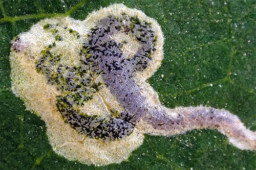 Stigmella plagicolella mine on Prunus cerasifera
