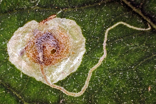 Stigmella plagicolella parsitised mine