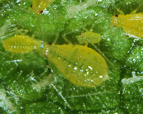 Cryptomyzus ribis: aptera on Ribes rubrum
