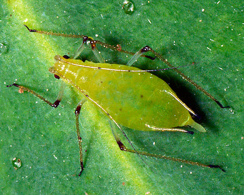 Macrosiphum euphorbiellum: aptera on Euphorbia amygdaloides