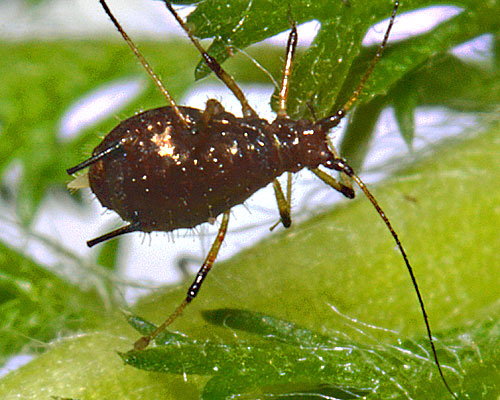 Uroleucon achilleae: aptera on Achillea millefolium