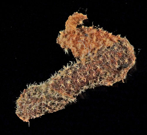 Coleophora bilineella, case on Cistus creticus