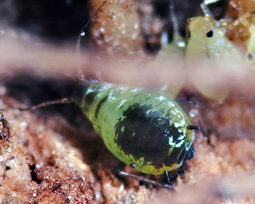 Brachycaudus lucifugus: aptera on Plantago lanceolata