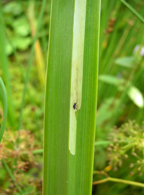 Cerodontha iraeos: frass lump