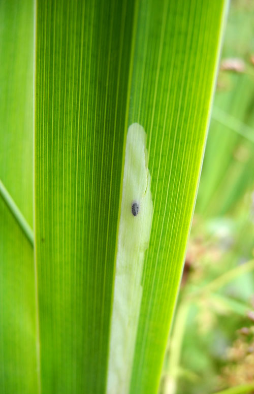 Cerodontha iraeos: puparium in the mine