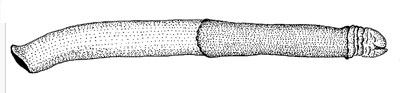 Coleophora feoleuca