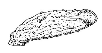 Coleophora mediterranea: case