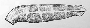 Coleophora mausolella: case