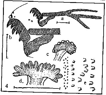 Ophiomyia alliariae: larva