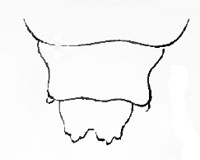 Contarinia hypochoeridis: larva