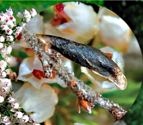 Coleophora pulchripennella: case on Erica arborea