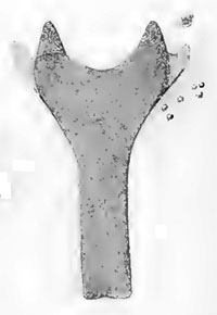 Planetella billoti: spatula