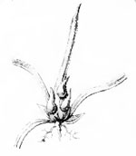 Planetella kneuckeri galls on Carex echinata