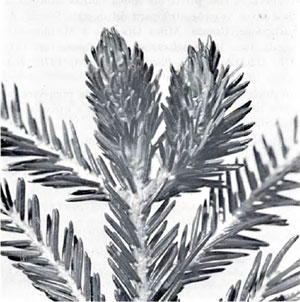 Pineus orientalis: galls on Picea orientalis