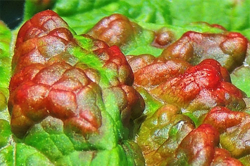 Cryptomyzys ribis: gall on Ribes rubrum