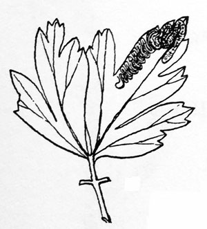 Phytomyza anemones: mine