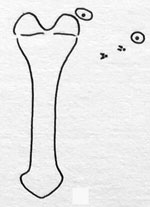 Contarinia medicaginis: spatula