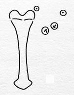 Contarinia piicridis: spatula