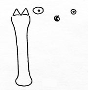 Cystiphora taraxaci: spatula