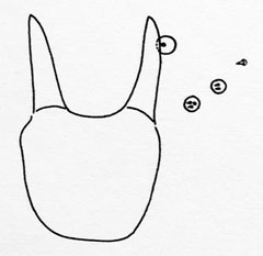 Dryomyia circinans: spatula