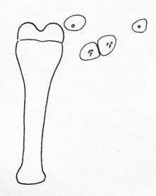Placochela nigripes: spatula