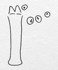 Sterrhaulus corneolus: spatula