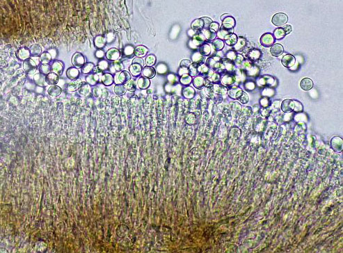 Tuberculina persicina thallus