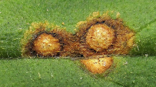 Caryophylloseptoria lychnidis: leaf spots on Silene latifolia