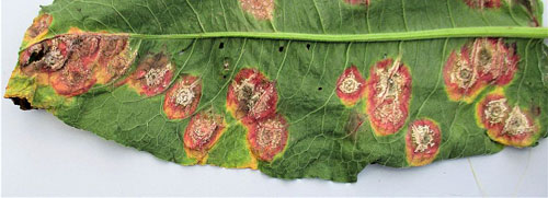 Tuberculina persicina and Cladosporium aecidiicola on Puccinia phragmitis