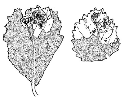 Orchestes testaceus and calceatus mines